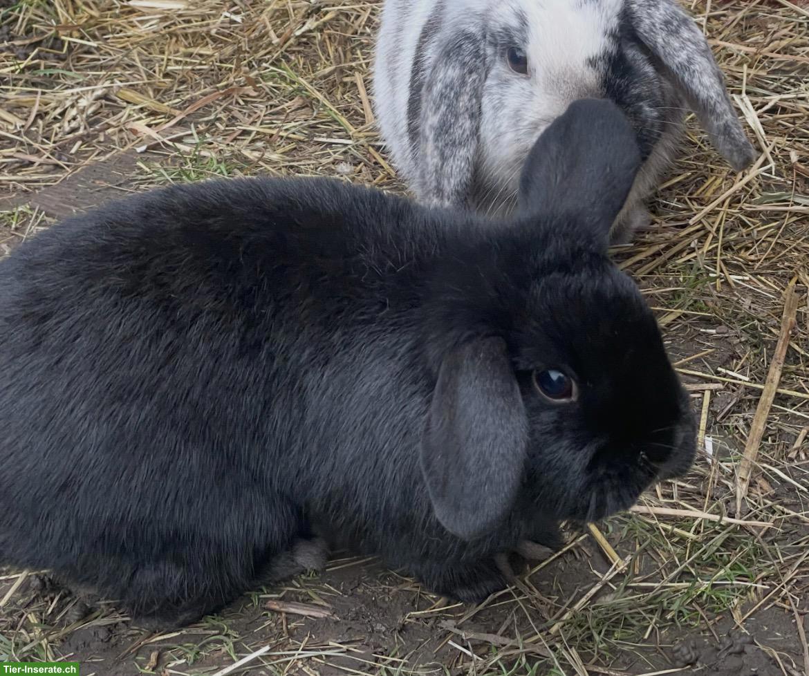 Bild 3: 2 Zwergkaninchen Mini Lop zusammen abzugeben