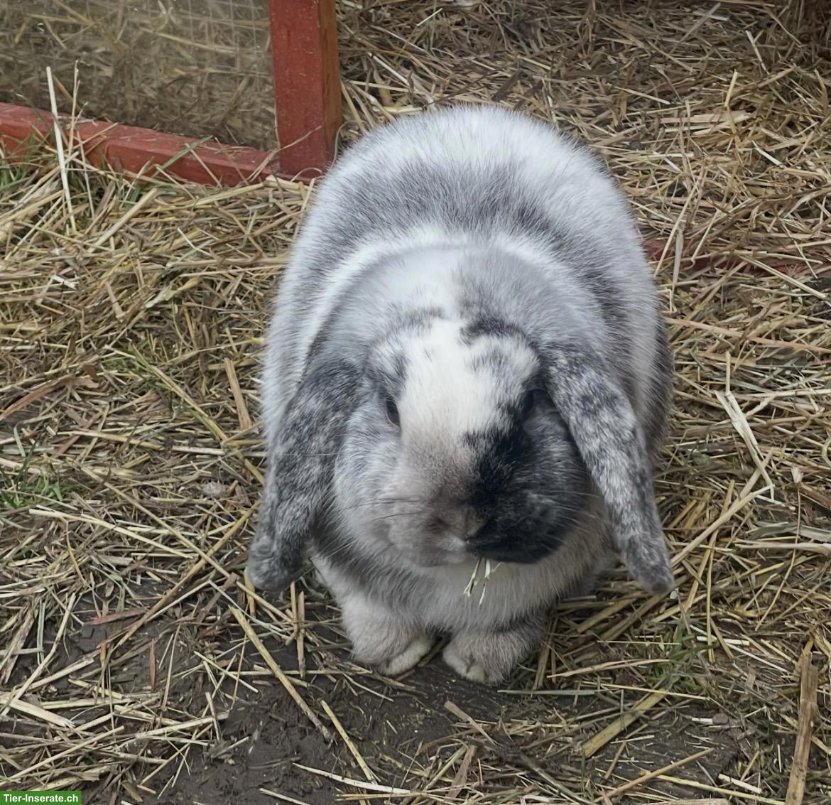 Bild 4: 2 Zwergkaninchen Mini Lop zusammen abzugeben