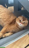 Lieber Scottish Fold Kater, kastriert sucht neues Zuhause ❤️