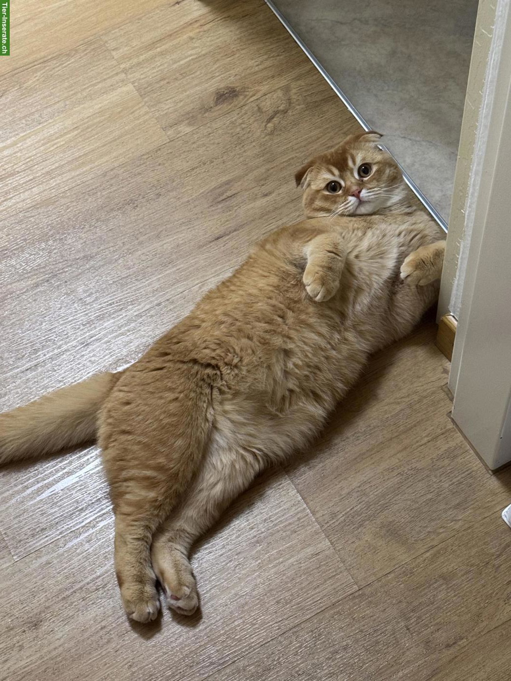 Bild 2: Lieber Scottish Fold Kater, kastriert sucht neues Zuhause ❤️