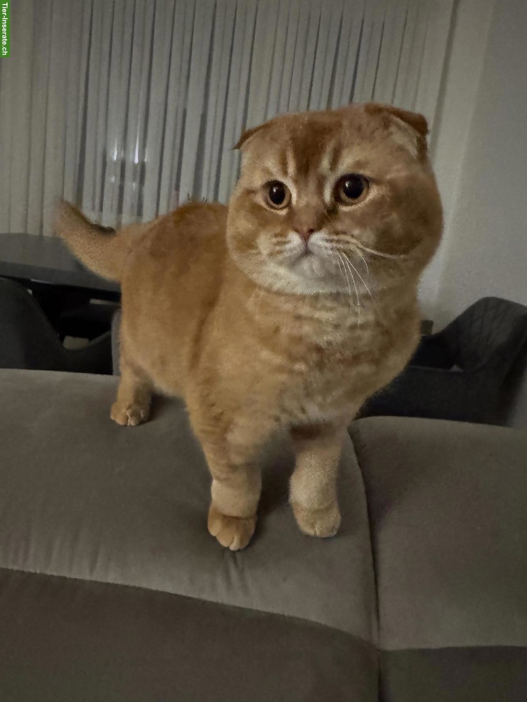 Bild 3: Lieber Scottish Fold Kater, kastriert sucht neues Zuhause ❤️
