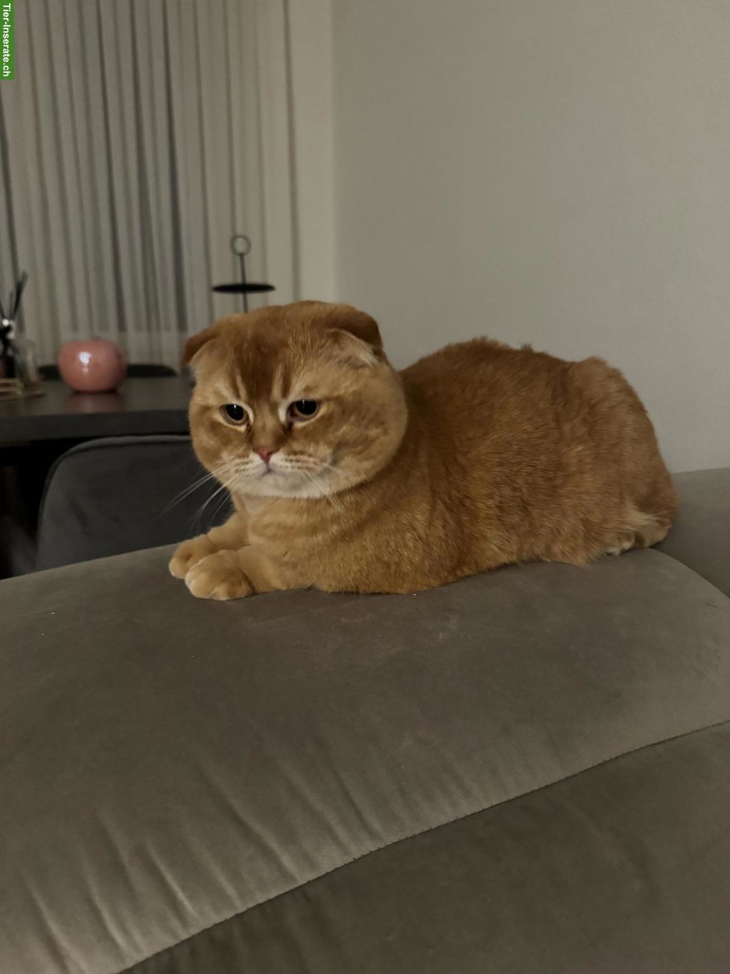 Bild 4: Lieber Scottish Fold Kater, kastriert sucht neues Zuhause ❤️