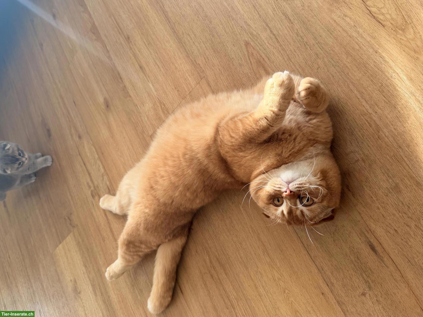 Bild 5: Lieber Scottish Fold Kater, kastriert sucht neues Zuhause ❤️