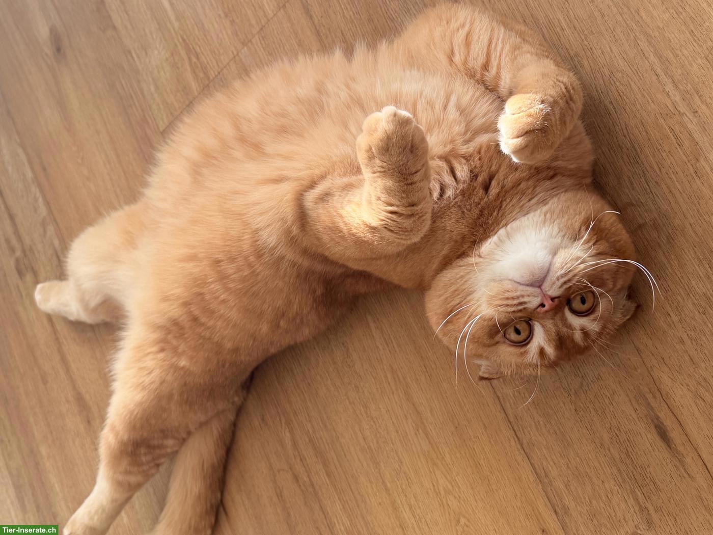 Bild 6: Lieber Scottish Fold Kater, kastriert sucht neues Zuhause ❤️