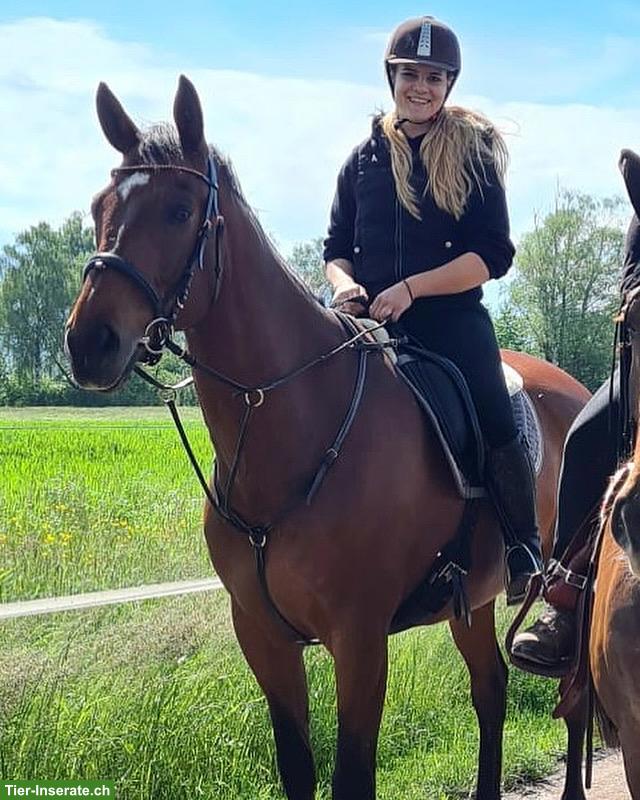 Schweizer WB Pferd sucht ein Zuhause