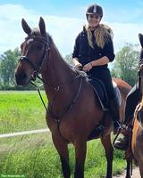 Schweizer WB Pferd sucht ein Zuhause