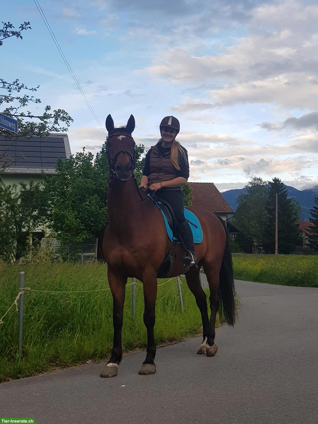 Bild 2: Schweizer WB Pferd sucht ein Zuhause