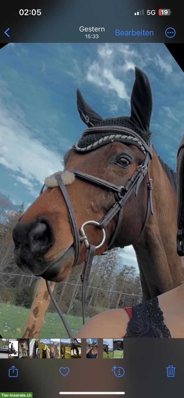 Bild 3: Schweizer WB Pferd sucht ein Zuhause