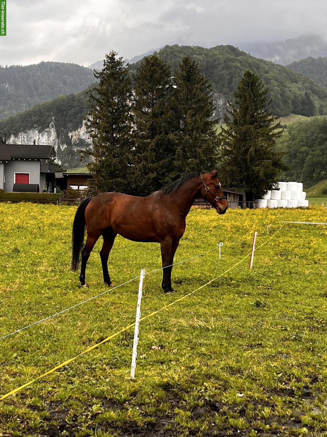 Bild 4: Schweizer WB Pferd sucht ein Zuhause