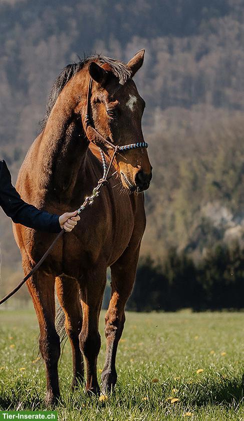 Bild 5: Schweizer WB Pferd sucht ein Zuhause