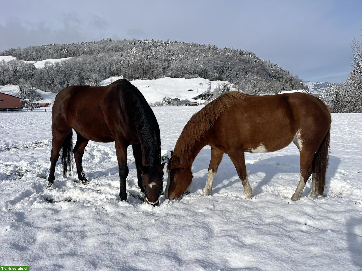 Bild 6: Schweizer WB Pferd sucht ein Zuhause