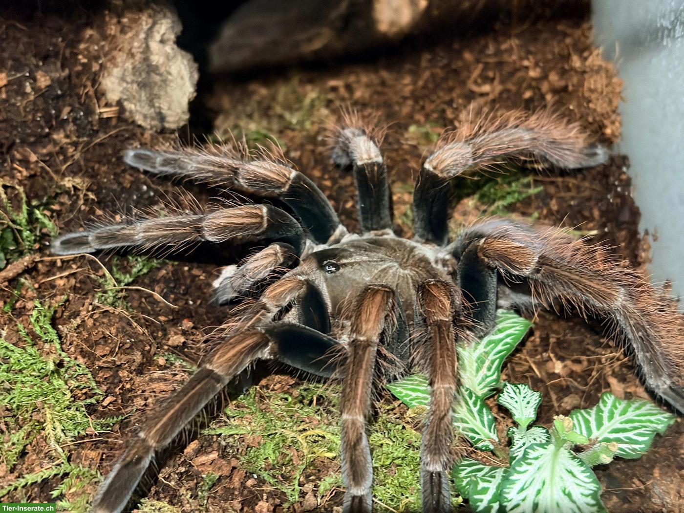 0.1 Pamphobeteus sp. "Mascara"