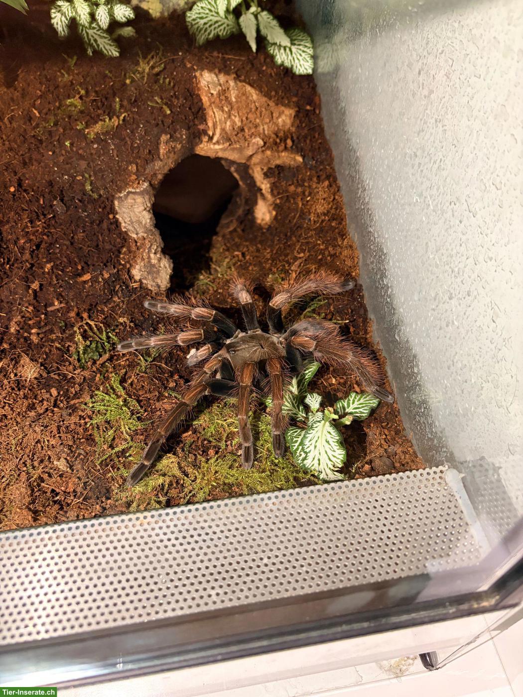 Bild 2: 0.1 Pamphobeteus sp. "Mascara"