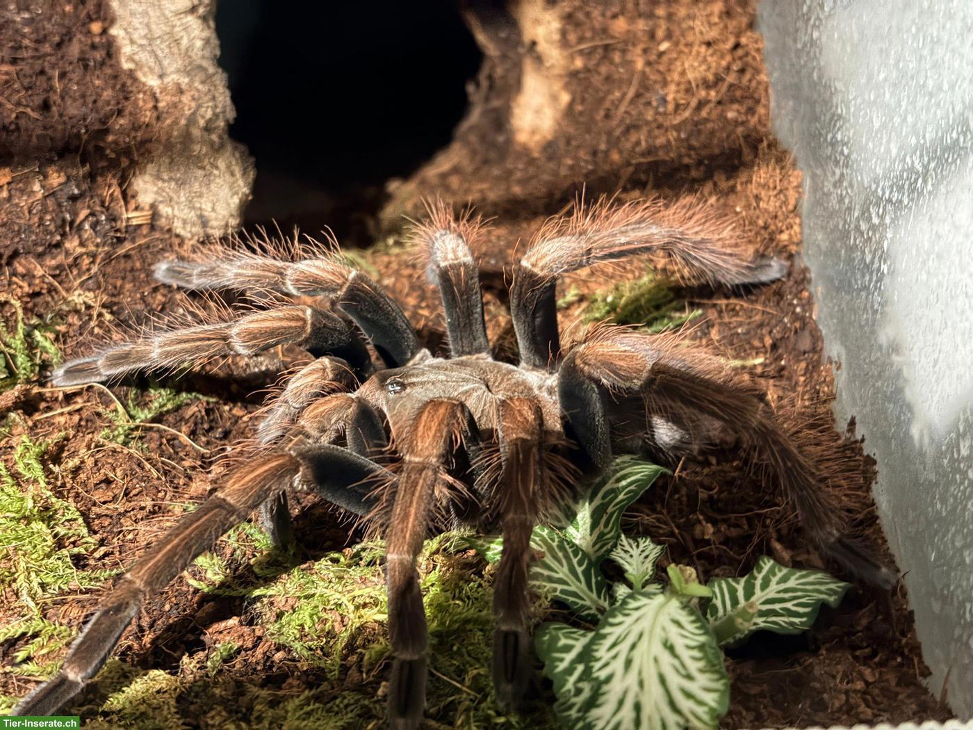 Bild 3: 0.1 Pamphobeteus sp. "Mascara"