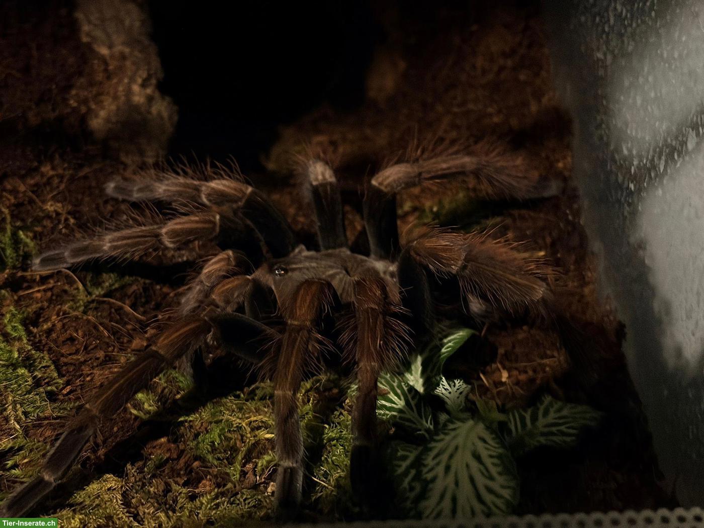 Bild 4: 0.1 Pamphobeteus sp. "Mascara"