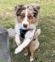 Australian Shepherd Rüde in red merle