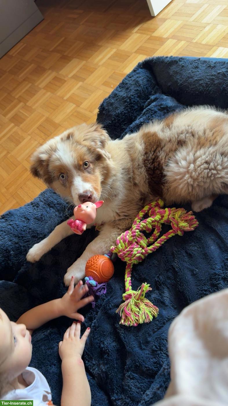 Bild 2: Australian Shepherd Rüde in red merle
