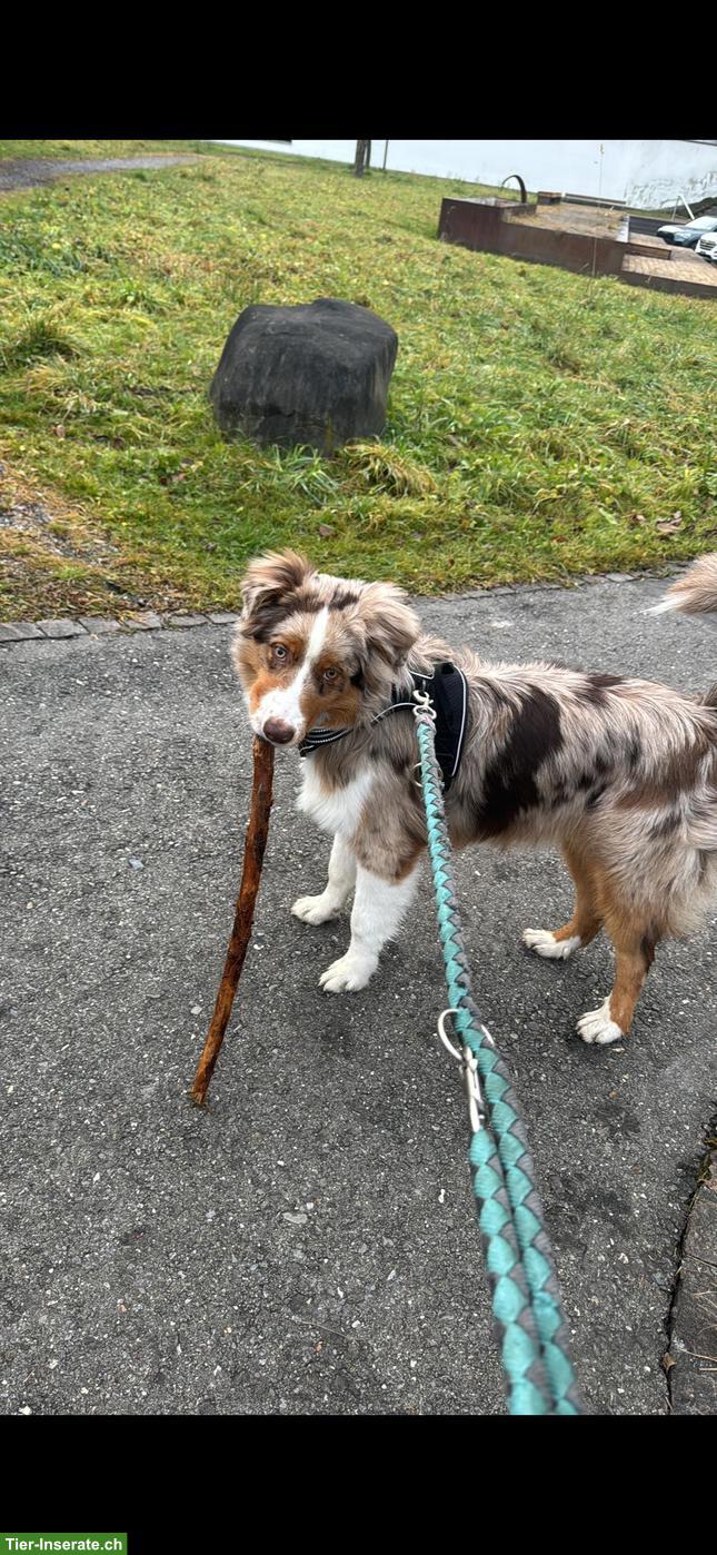 Bild 3: Australian Shepherd Rüde in red merle
