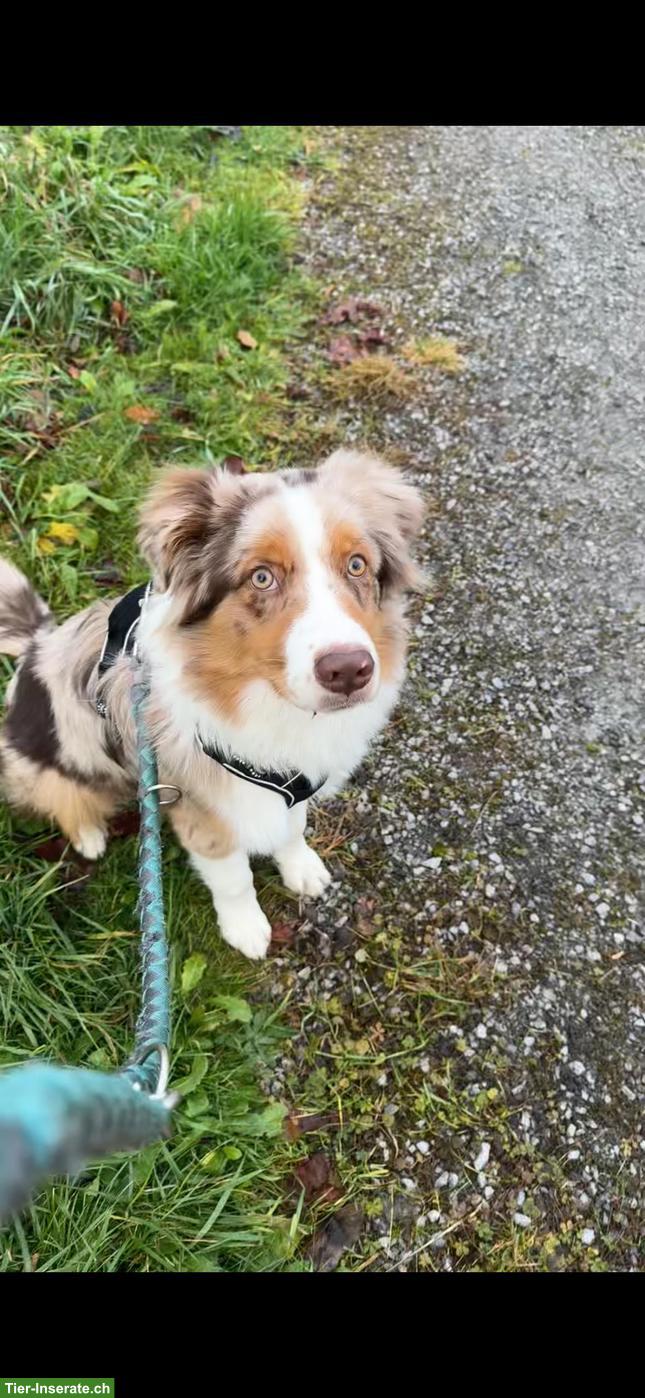 Bild 4: Australian Shepherd Rüde in red merle
