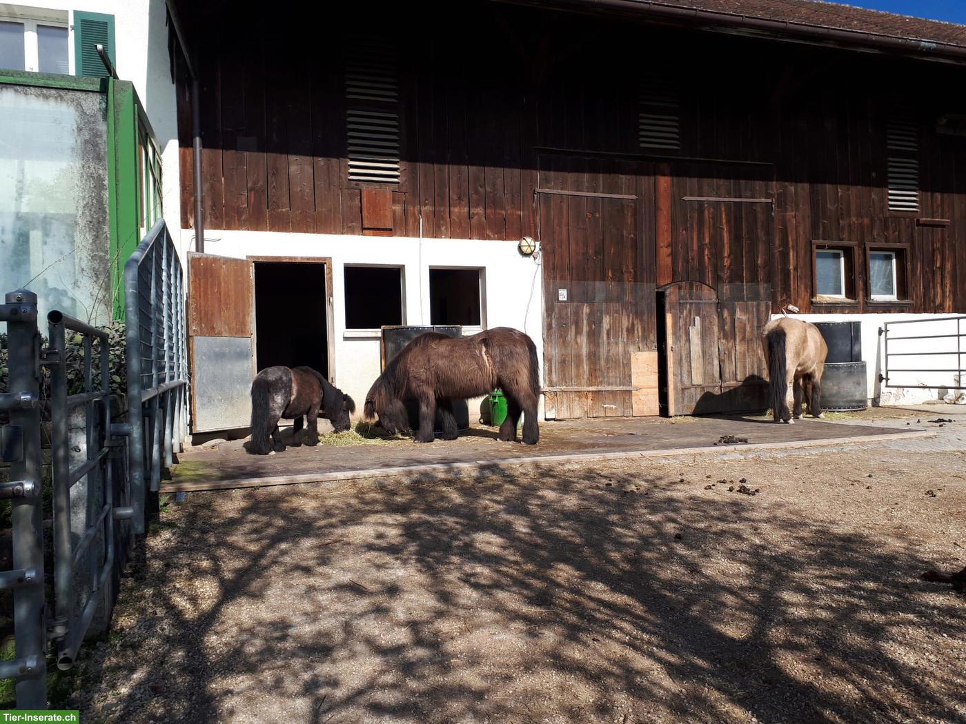 1 Offenstallplatz frei in Selbstversorgerstall, ZH-Oberland