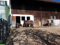 1 Offenstallplatz frei in Selbstversorgerstall, ZH-Oberland