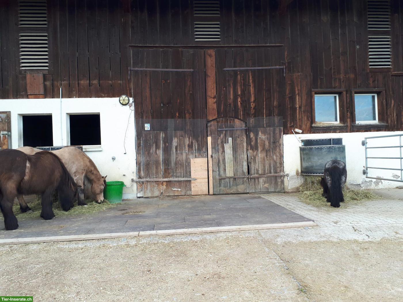 Bild 4: 1 Offenstallplatz frei in Selbstversorgerstall, ZH-Oberland