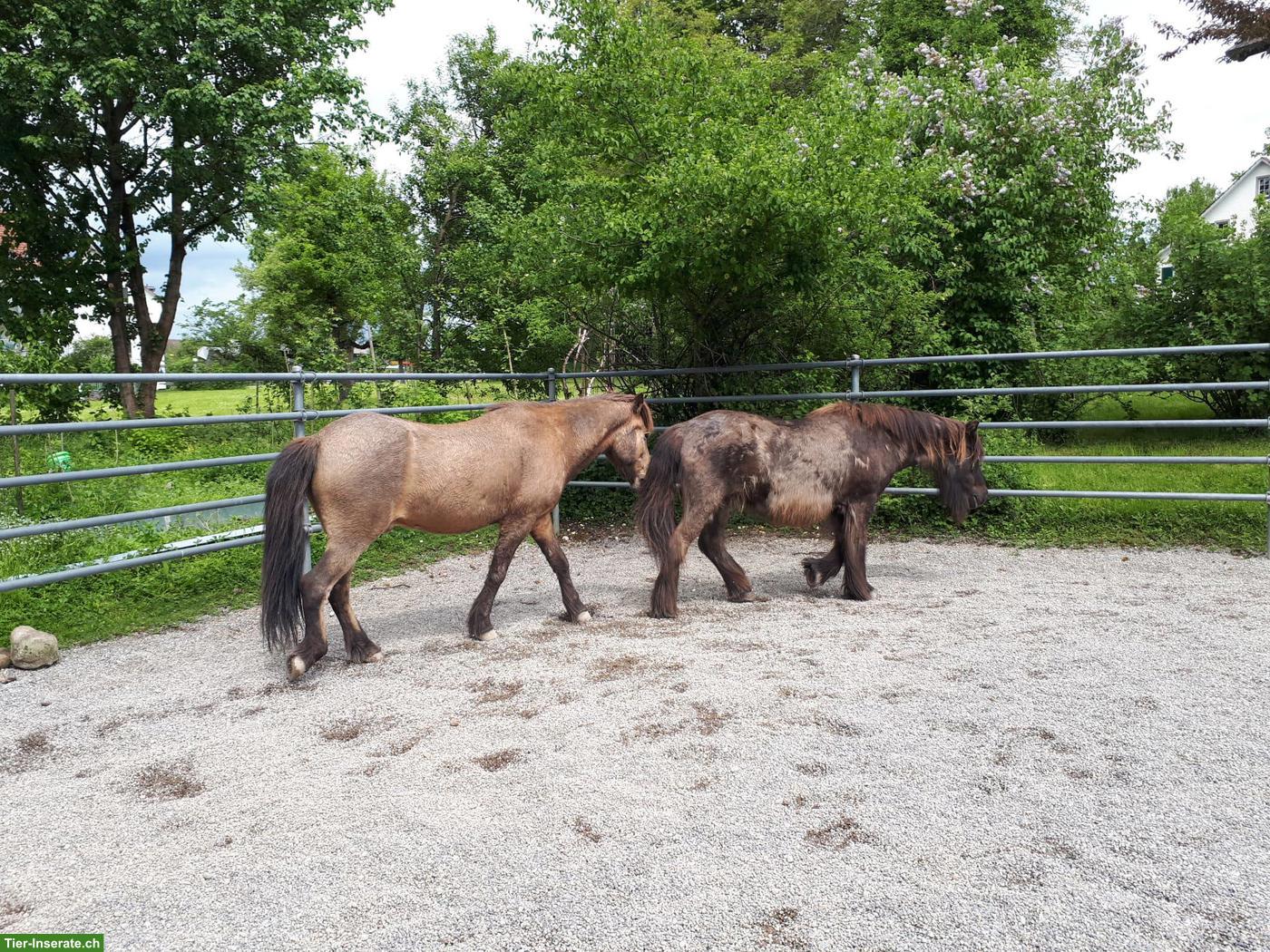 Bild 5: 1 Offenstallplatz frei in Selbstversorgerstall, ZH-Oberland