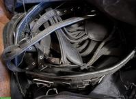 Einspännergeschirr Cob zu verkaufen