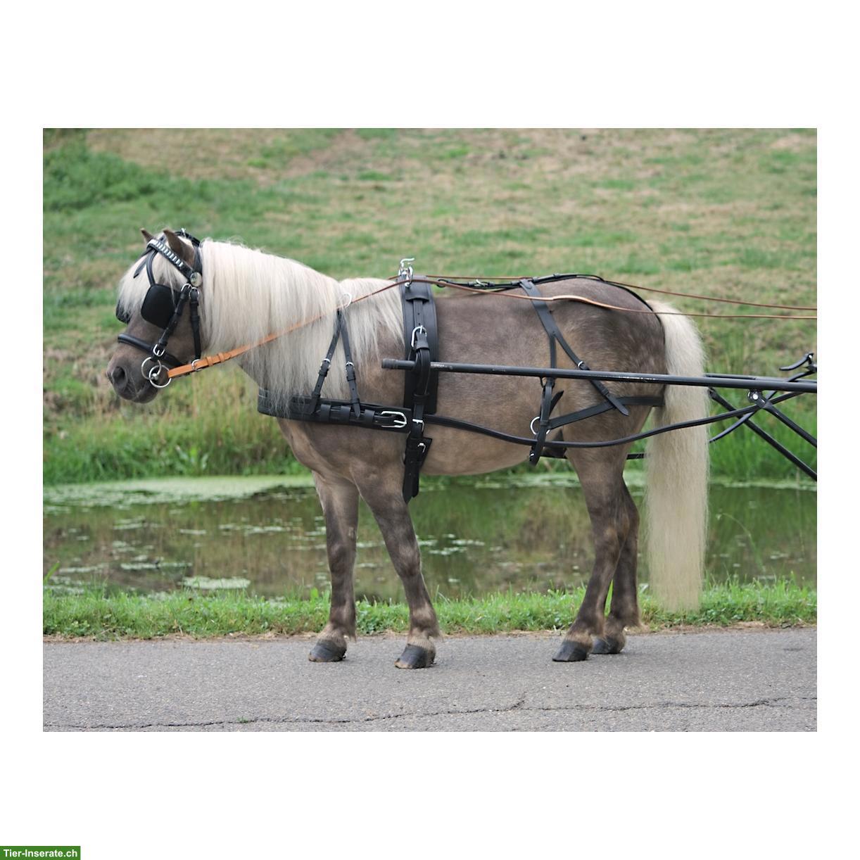 Bild 2: Einspännergeschirr Cob zu verkaufen