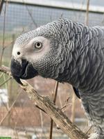 Graupapagei Hahn (1.0), Jahrgang 2023