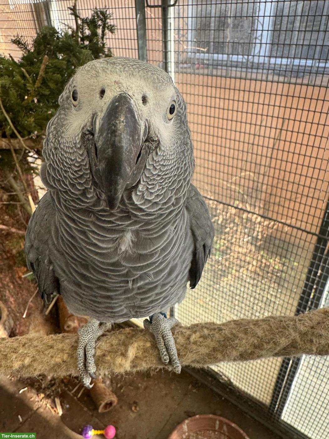 Bild 2: Graupapagei Hahn (1.0), Jahrgang 2023
