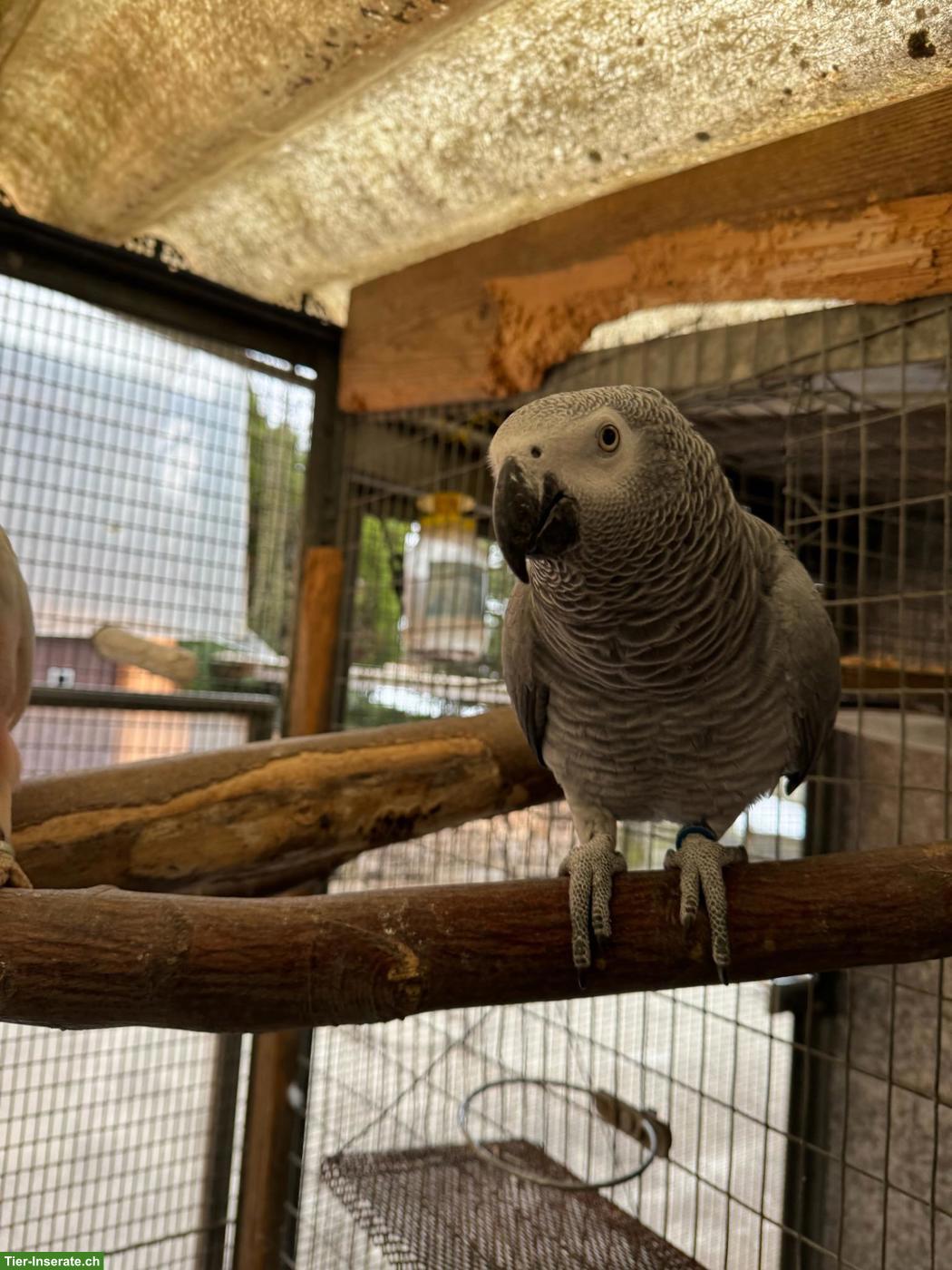 Bild 3: Graupapagei Hahn (1.0), Jahrgang 2023