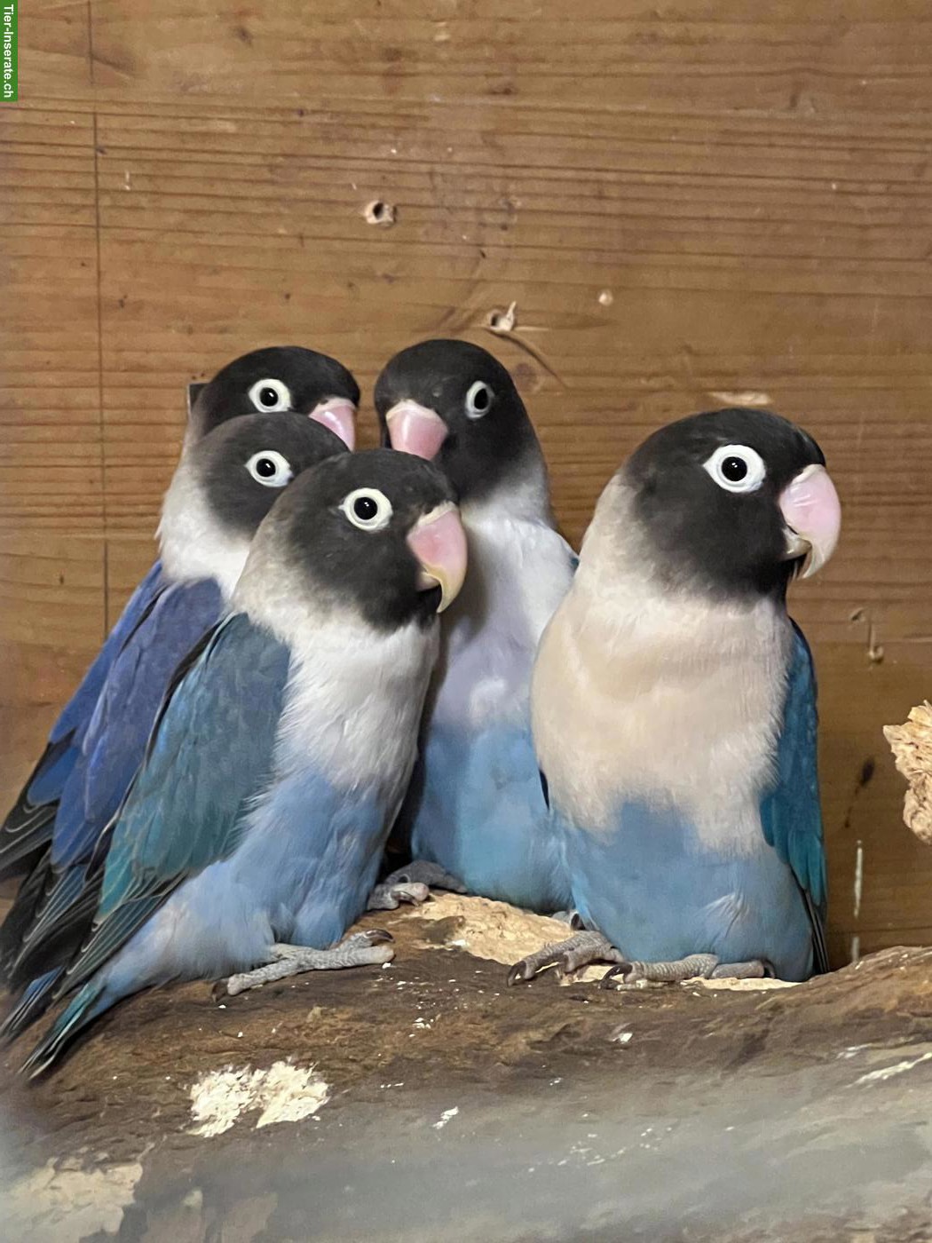 3 junge Agapornis zu verkaufen