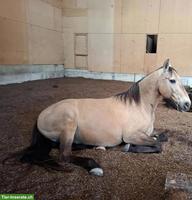 18-jähriger Spanier Wallach zu verkaufen