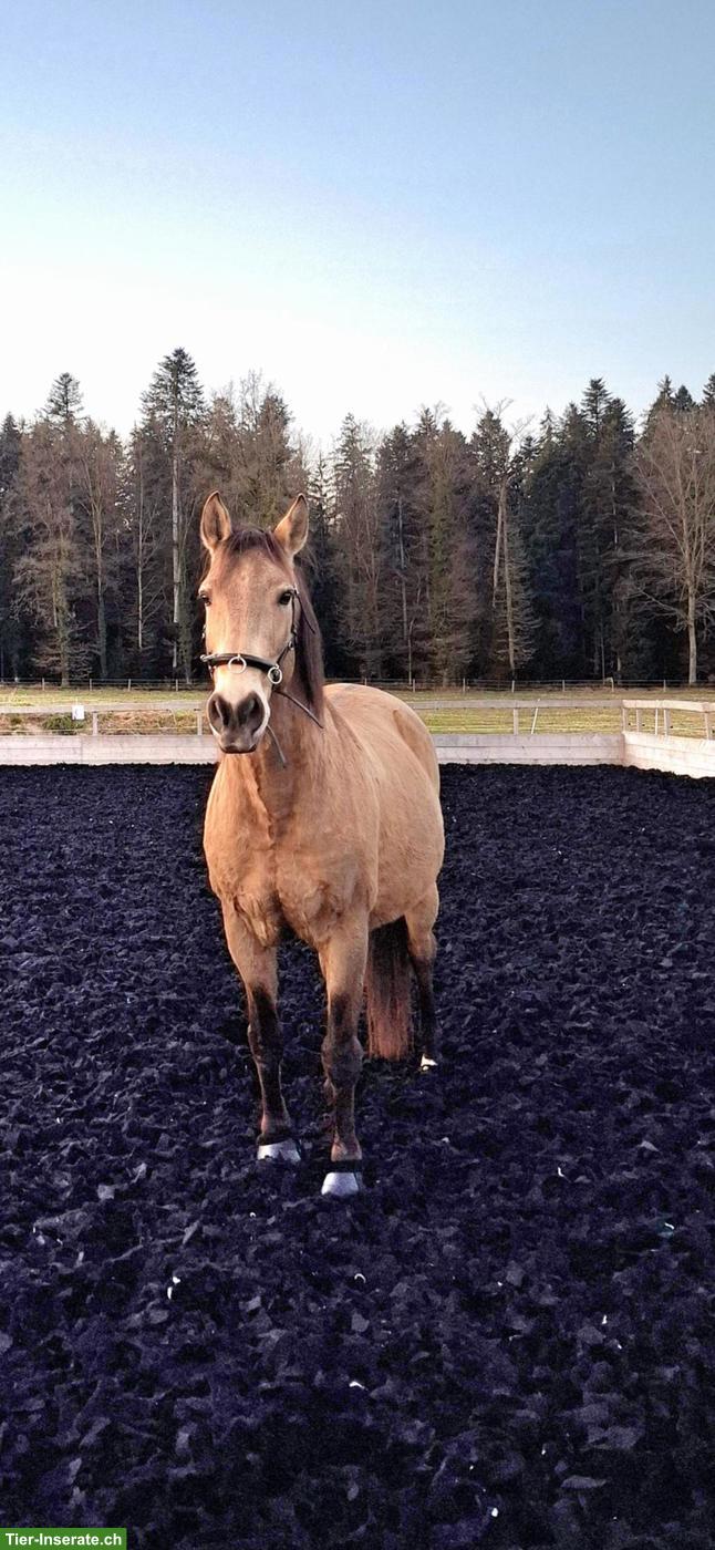 Bild 2: 18-jähriger Spanier Wallach zu verkaufen