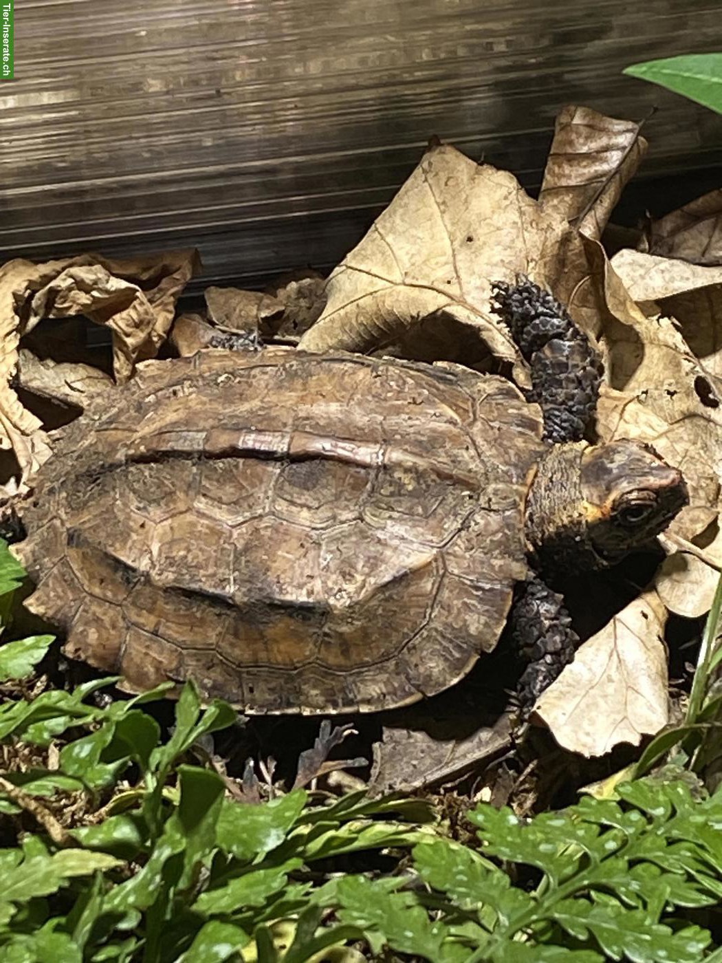 Geoemyda japonica & Geoemyda spengleri