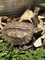 Geoemyda japonica & Geoemyda spengleri