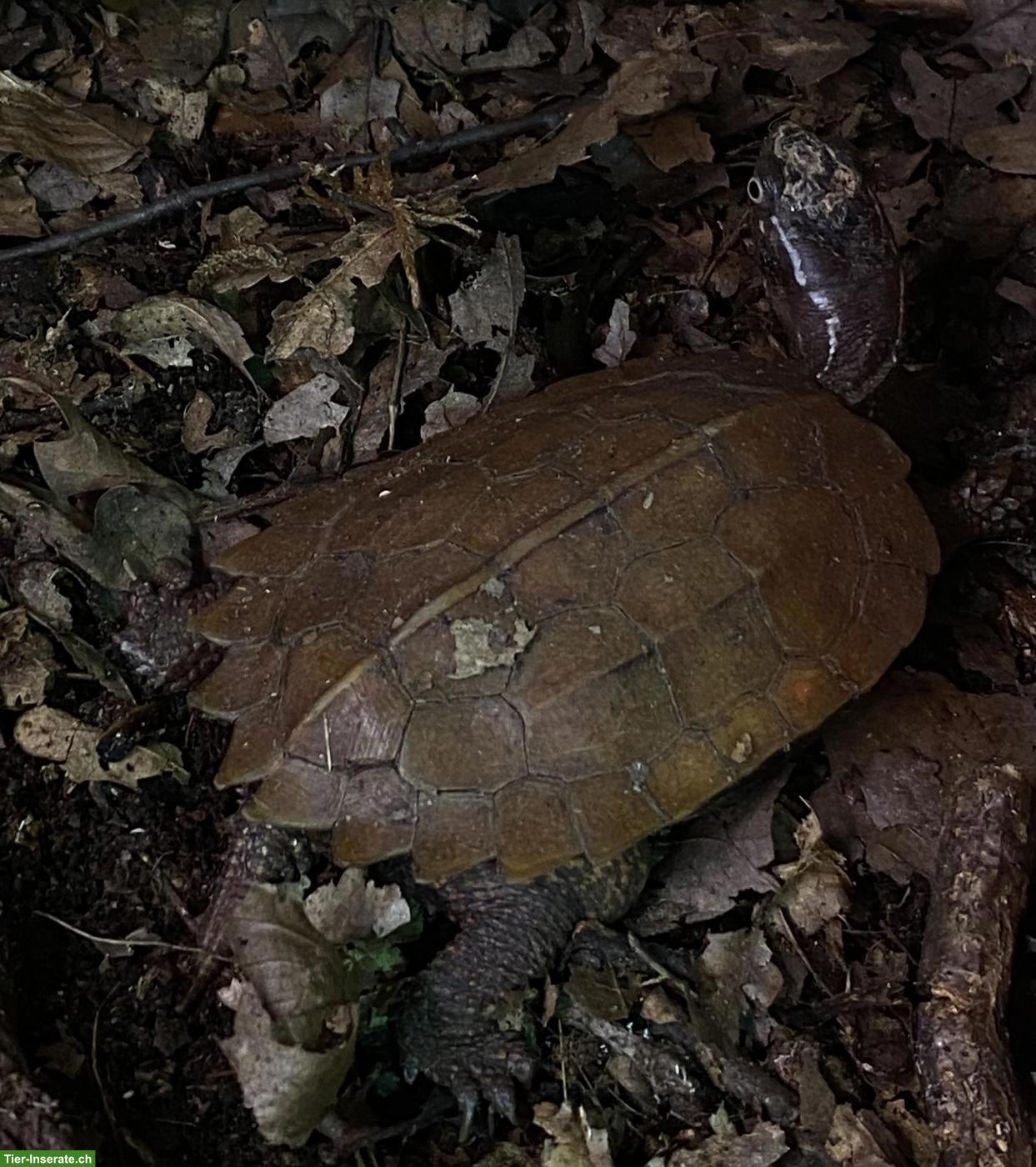 Bild 2: Geoemyda japonica & Geoemyda spengleri