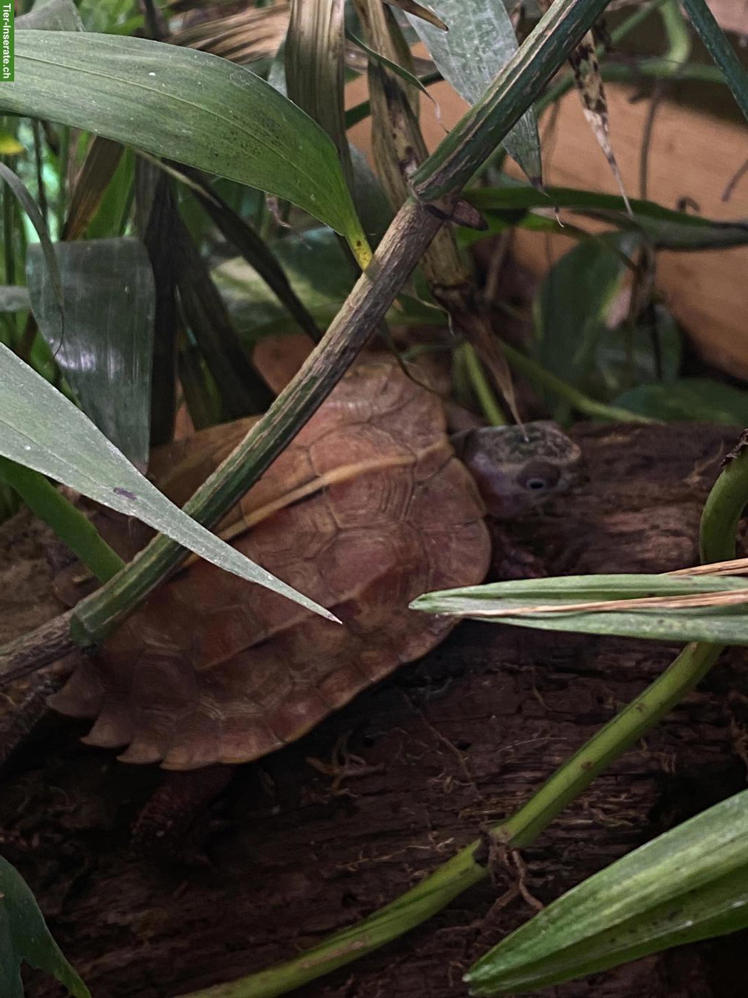 Bild 3: Geoemyda japonica & Geoemyda spengleri