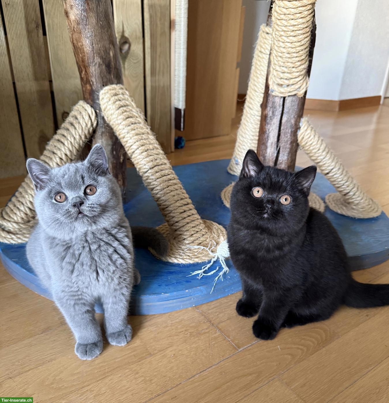 Britisch Kurzhaar Kitten blau & schwarz mit Stammbaum