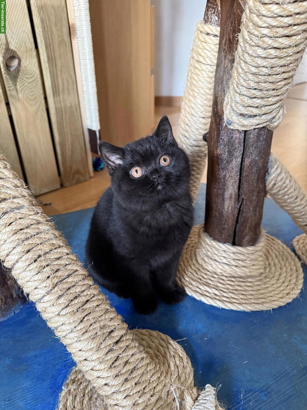 Bild 2: Britisch Kurzhaar Kitten blau & schwarz mit Stammbaum