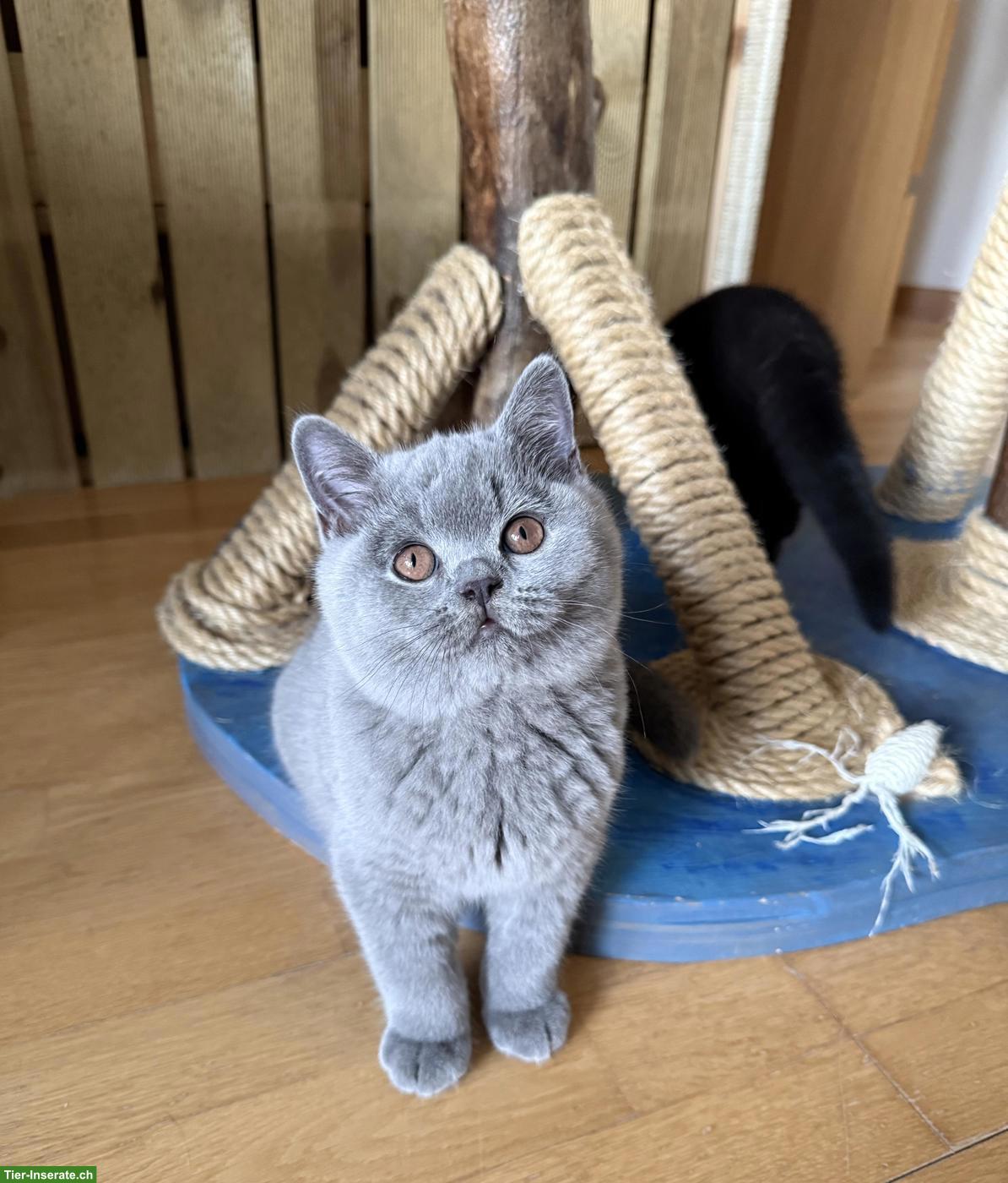 Bild 3: Britisch Kurzhaar Kitten blau & schwarz mit Stammbaum