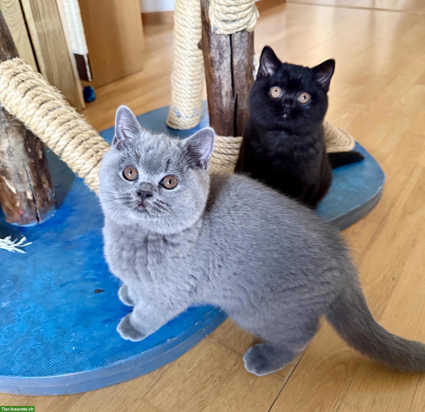 Bild 4: Britisch Kurzhaar Kitten blau & schwarz mit Stammbaum