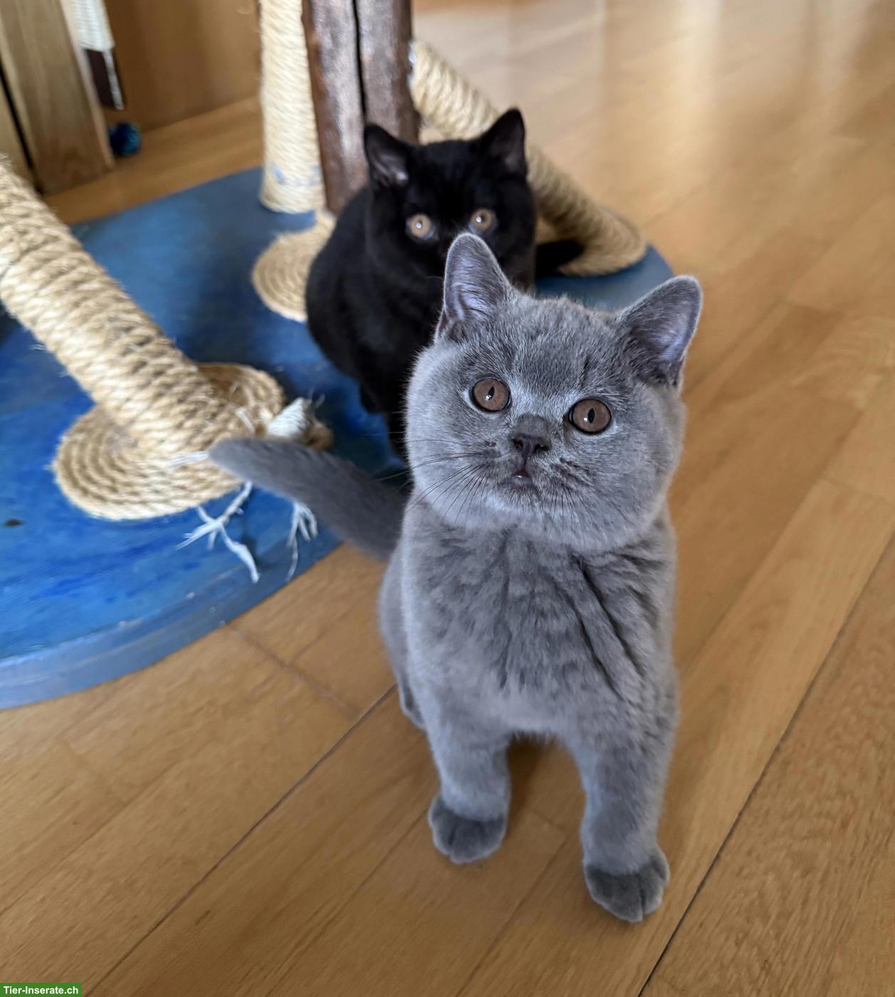 Bild 5: Britisch Kurzhaar Kitten blau & schwarz mit Stammbaum