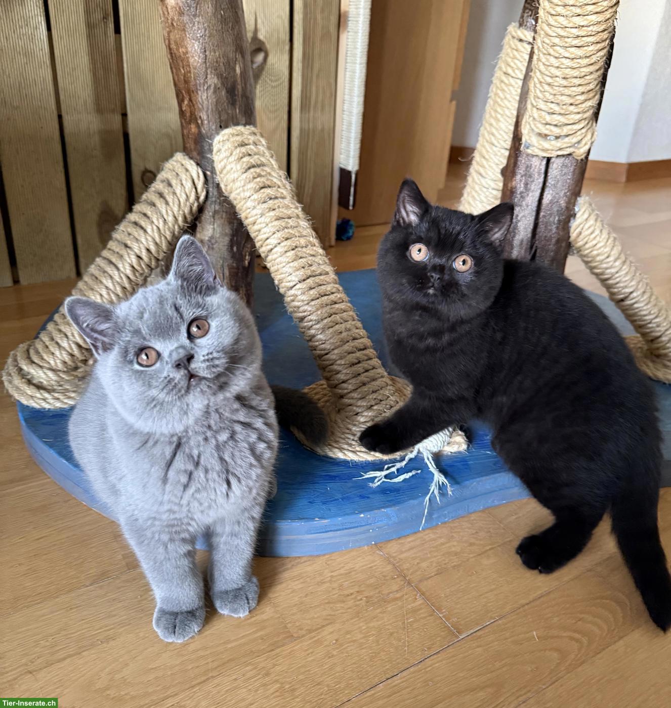 Bild 6: Britisch Kurzhaar Kitten blau & schwarz mit Stammbaum