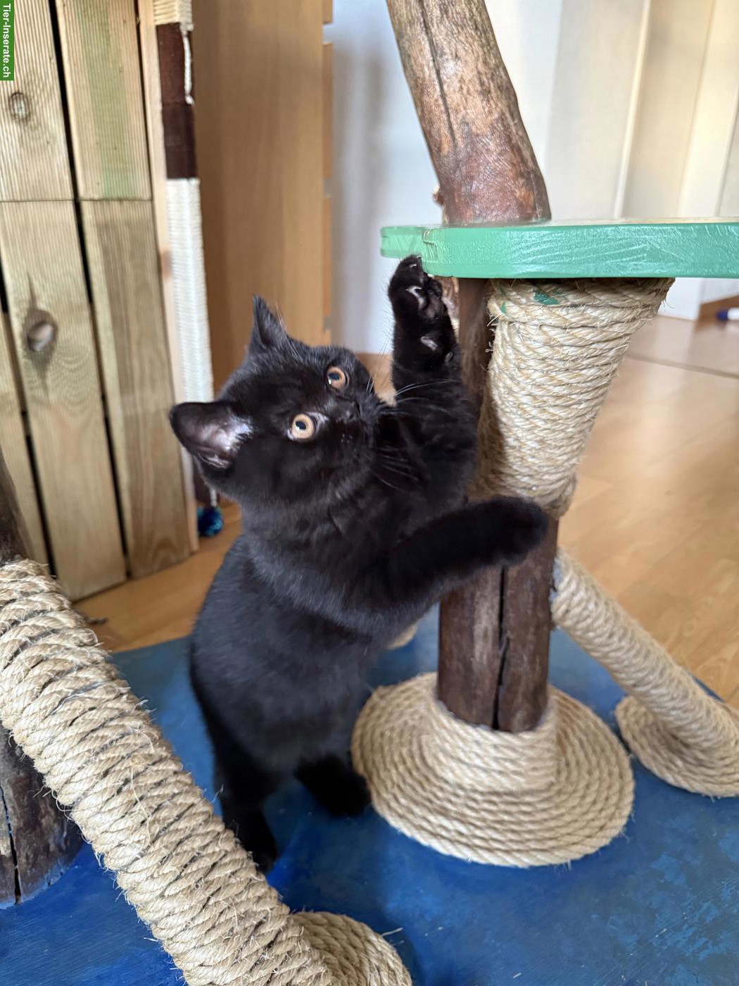 Bild 7: Britisch Kurzhaar Kitten blau & schwarz mit Stammbaum