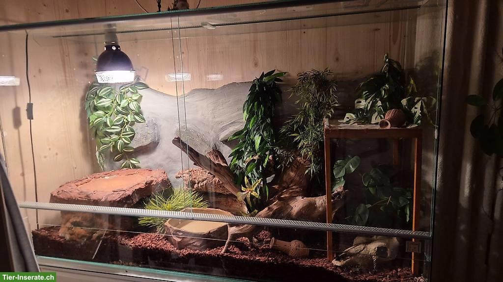 Kornnatter inkl. Terrarium & Zubehör