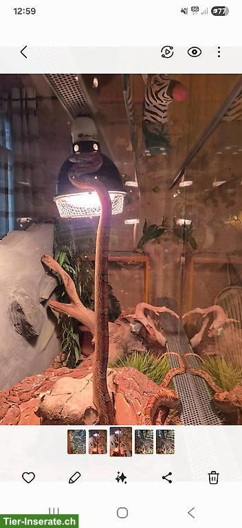 Bild 2: Kornnatter inkl. Terrarium & Zubehör