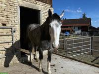 Reitbeteiligung in Stehrenberg BE mit schönem Reitgebiet