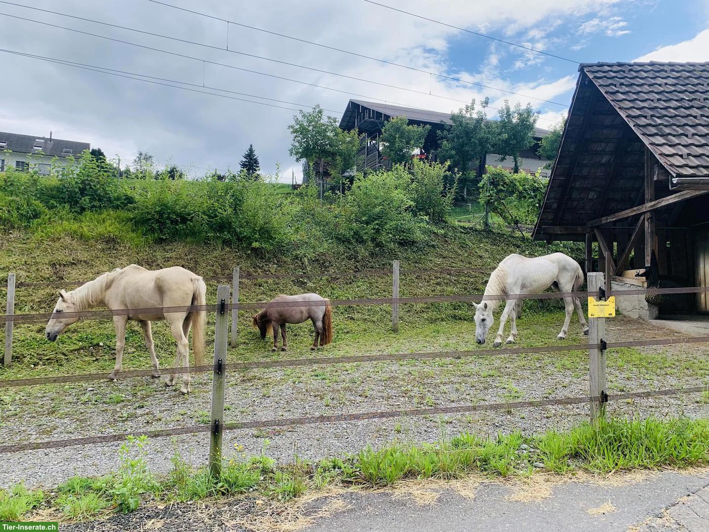 Selbstversorgerstall in Honau LU hat einen Platz für älteres Pferd